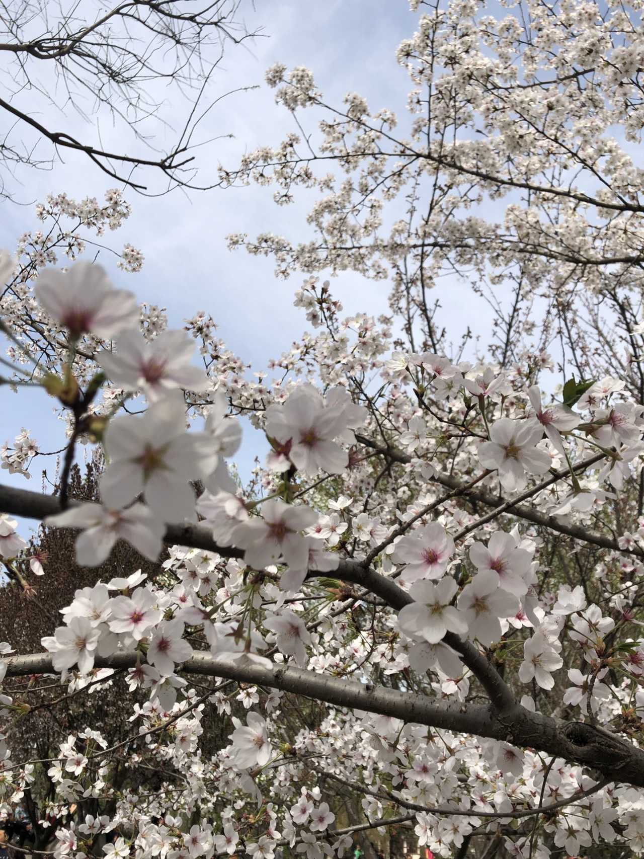 青龙寺樱花大赏 春季游西安必打卡大唐青龙寺