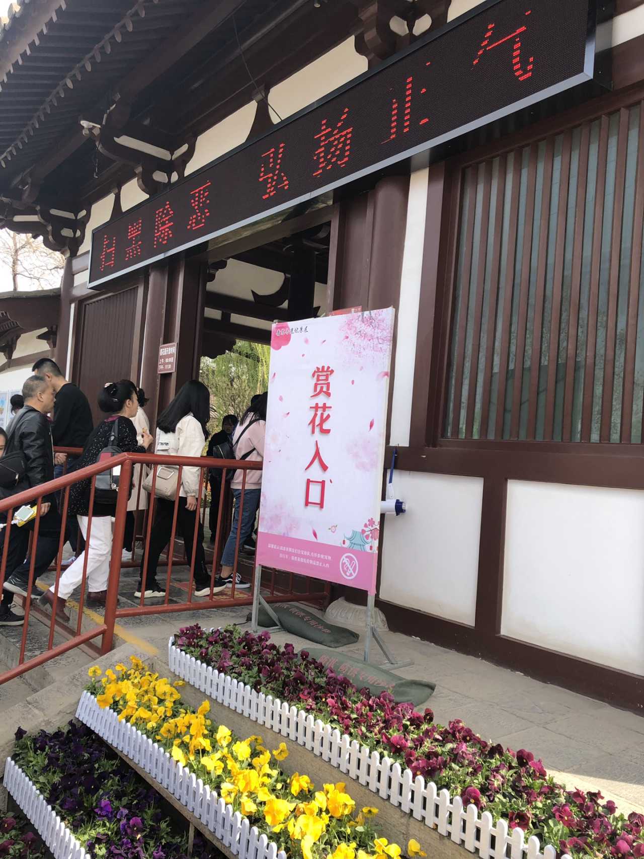 青龙寺樱花大赏 春季游西安必打卡大唐青龙寺