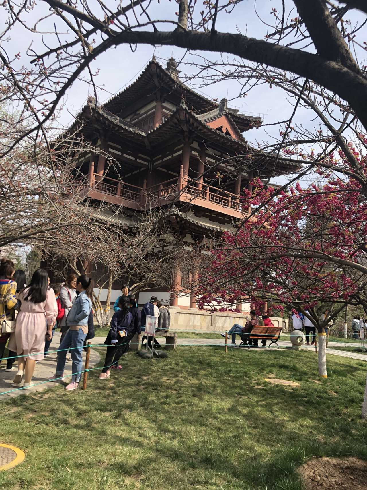 青龙寺樱花大赏 春季游西安必打卡大唐青龙寺