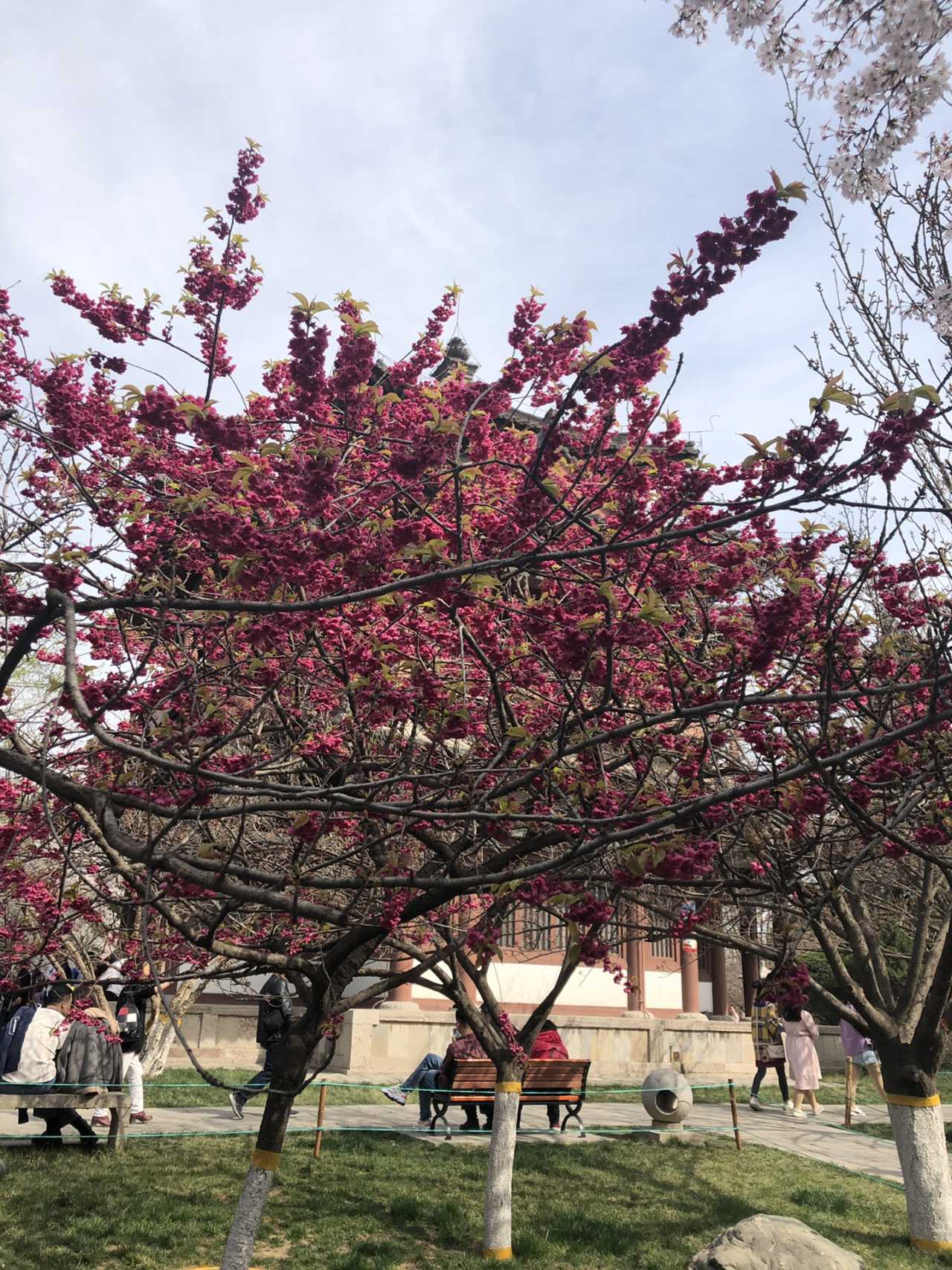 青龙寺樱花大赏 春季游西安必打卡大唐青龙寺