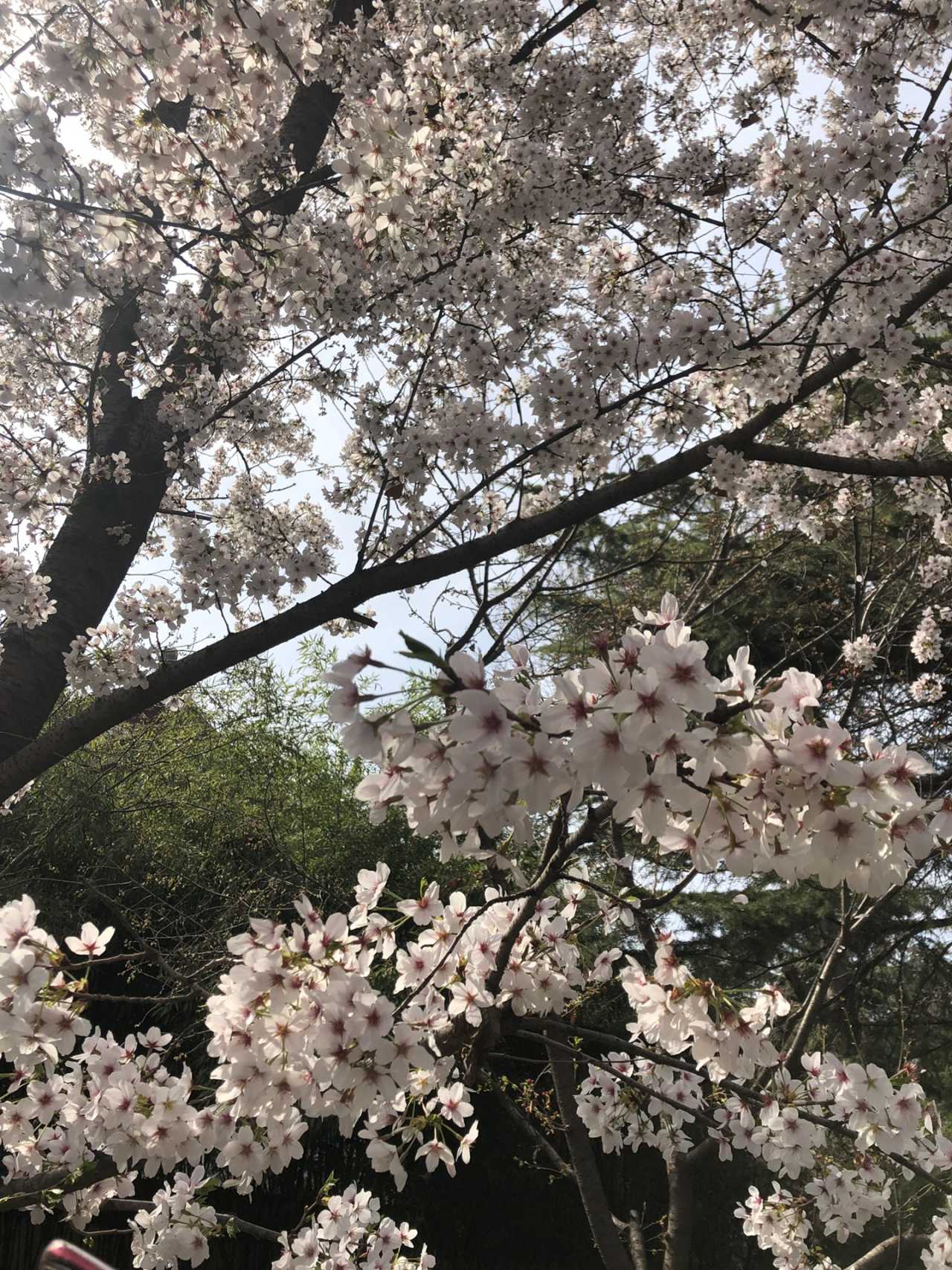 青龙寺樱花大赏 春季游西安必打卡大唐青龙寺