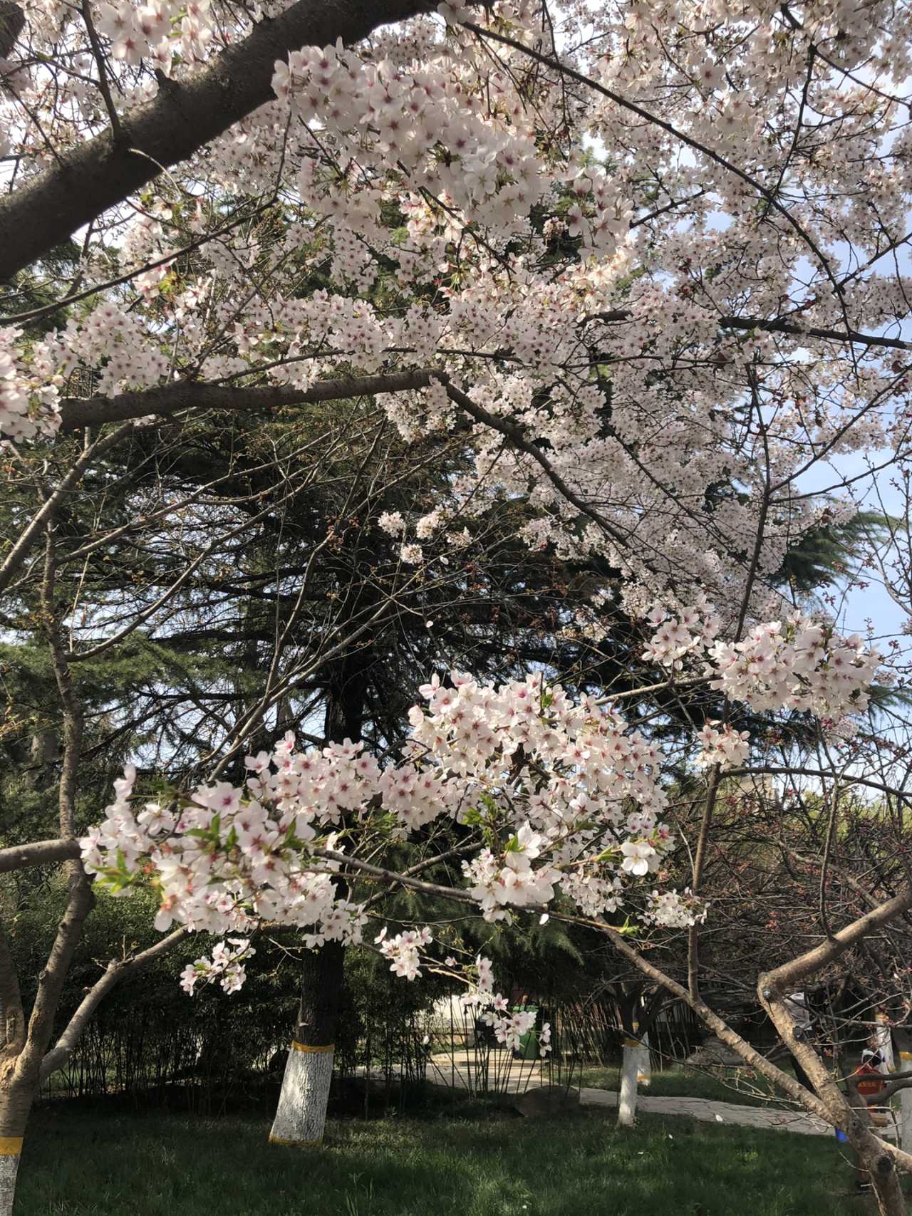 青龙寺樱花大赏 春季游西安必打卡大唐青龙寺