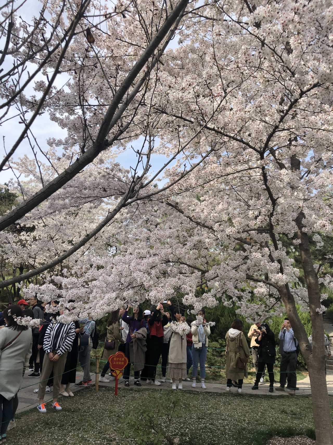 青龙寺樱花大赏 春季游西安必打卡大唐青龙寺