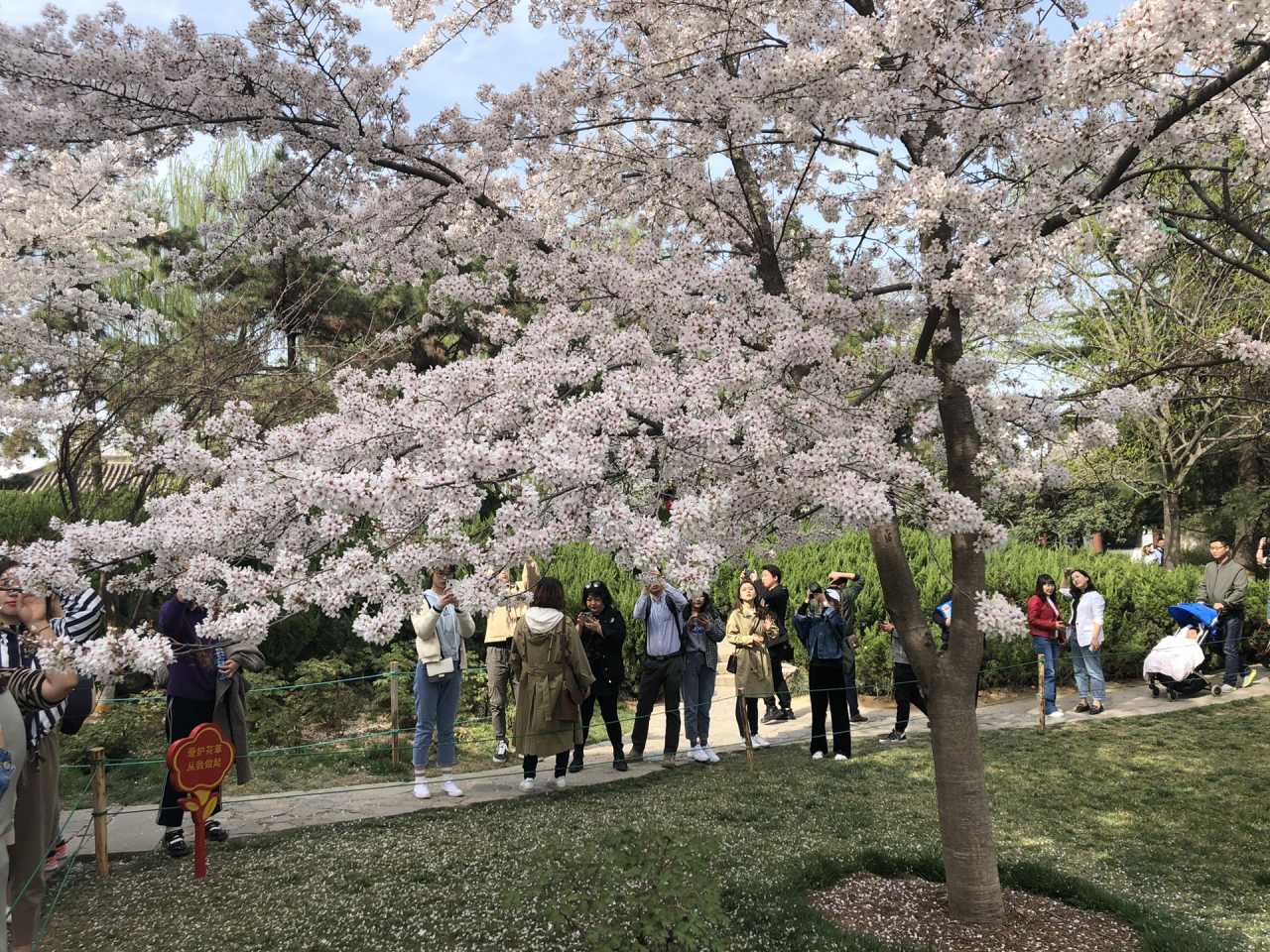 青龙寺樱花大赏 春季游西安必打卡大唐青龙寺