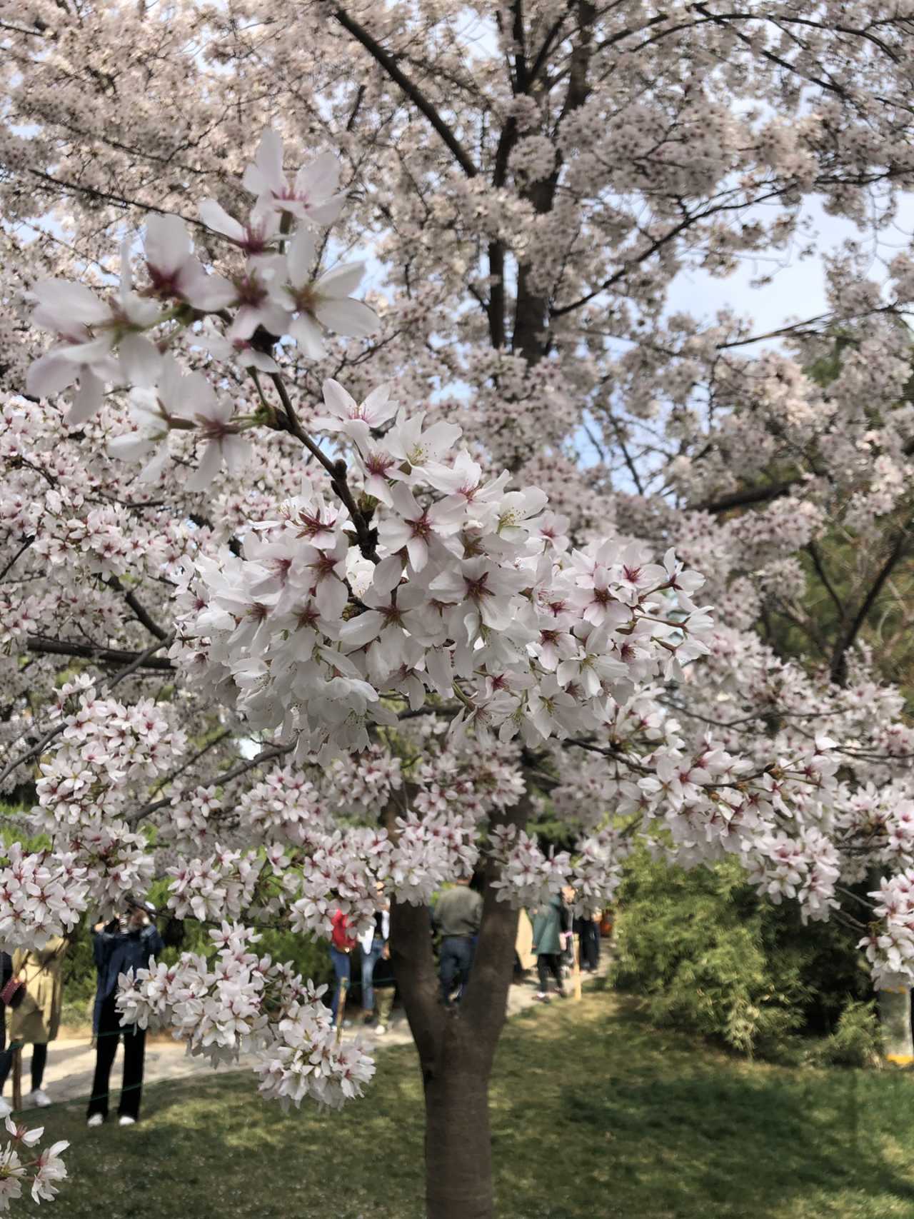 青龙寺樱花大赏 春季游西安必打卡大唐青龙寺