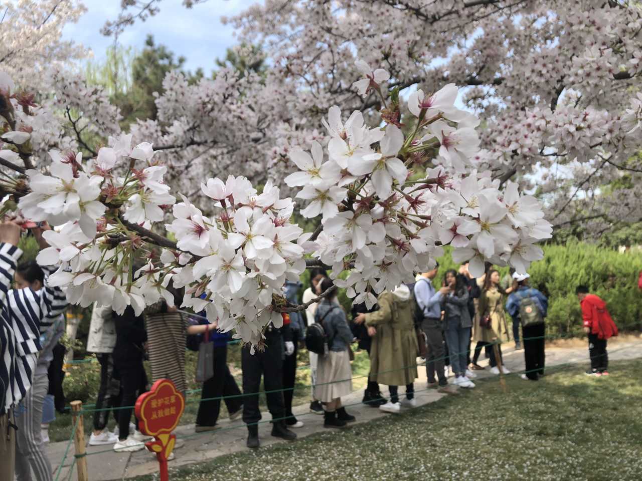 青龙寺樱花大赏 春季游西安必打卡大唐青龙寺