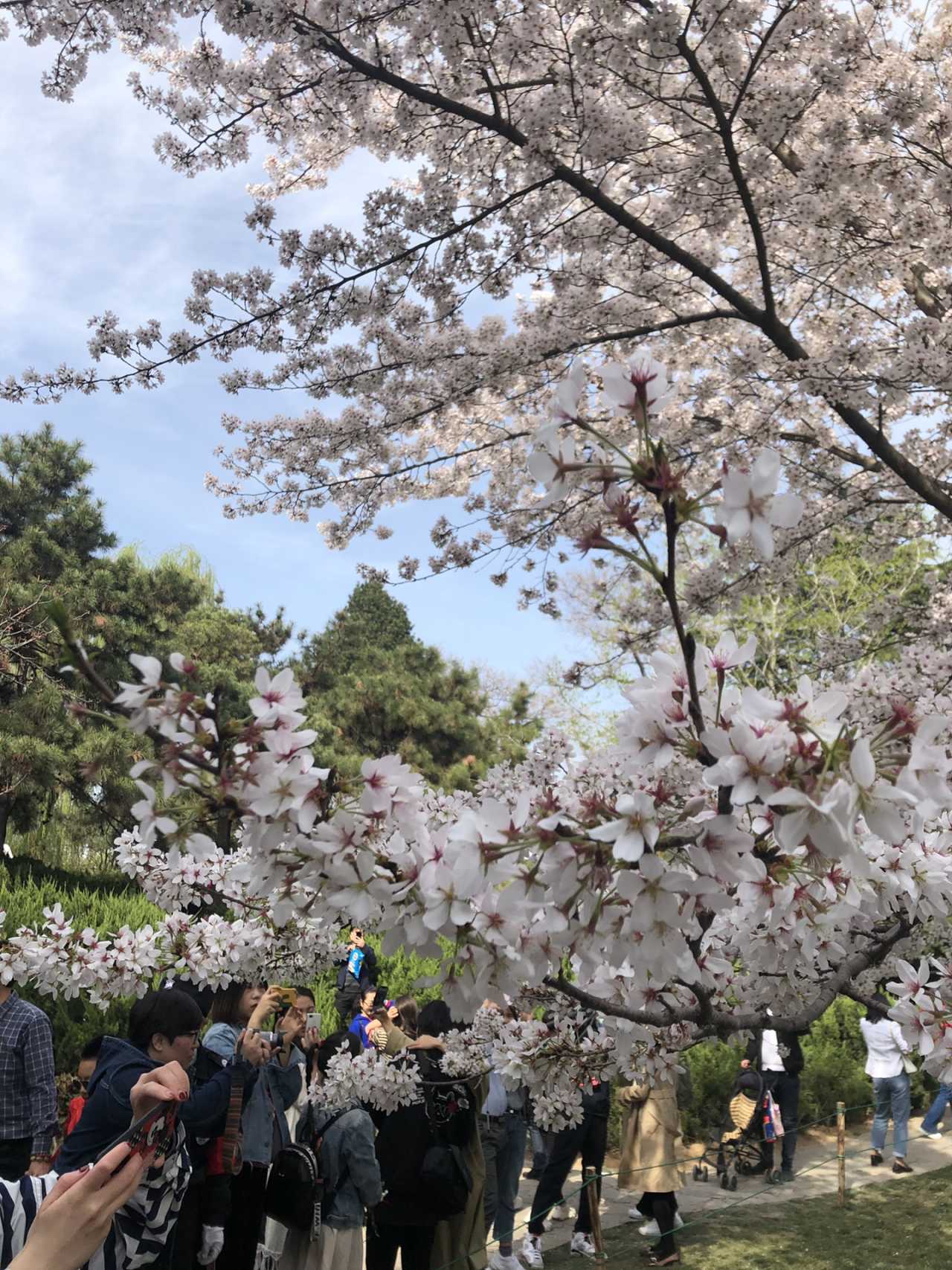 青龙寺樱花大赏 春季游西安必打卡大唐青龙寺