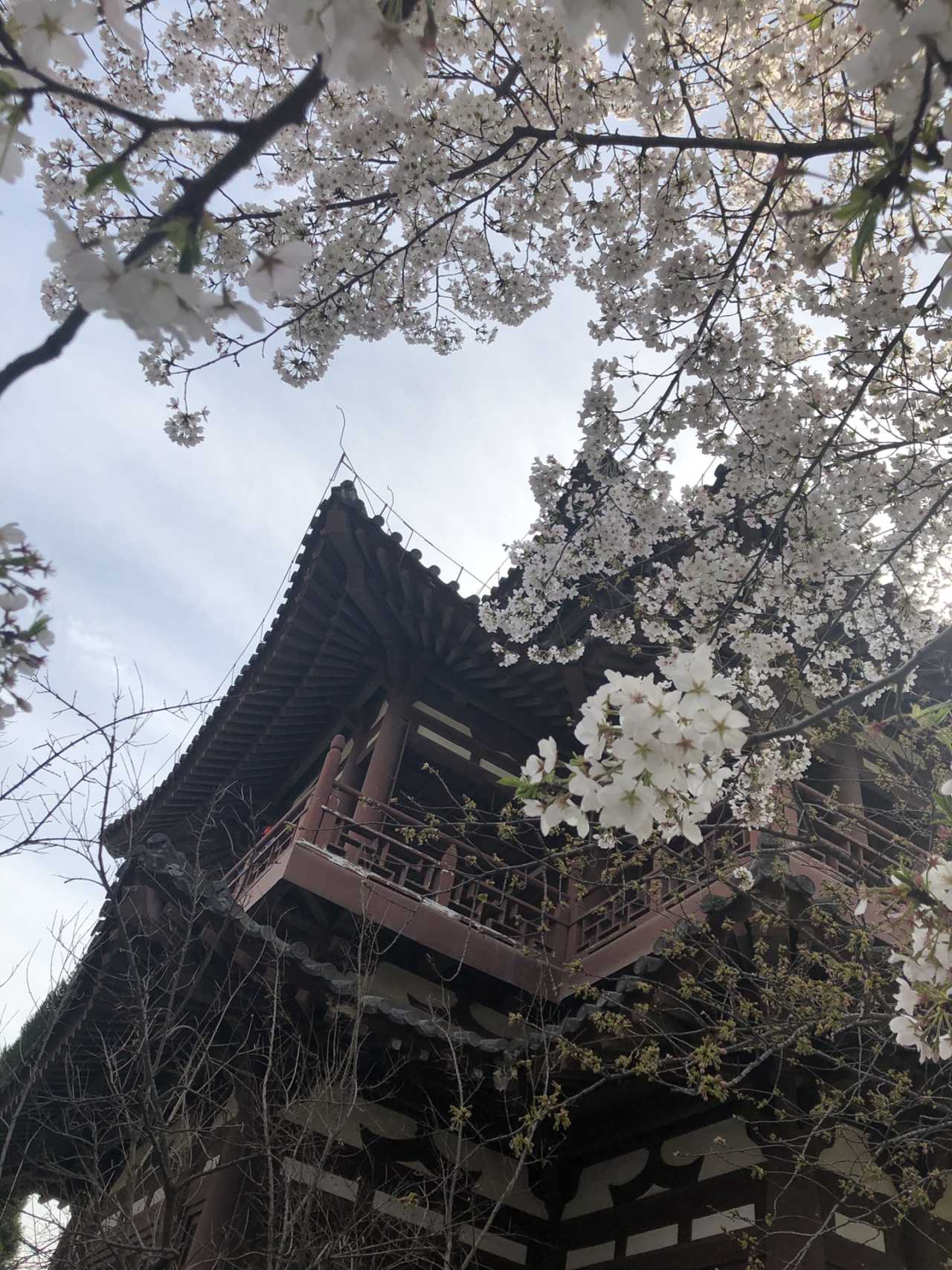 青龙寺樱花大赏 春季游西安必打卡大唐青龙寺