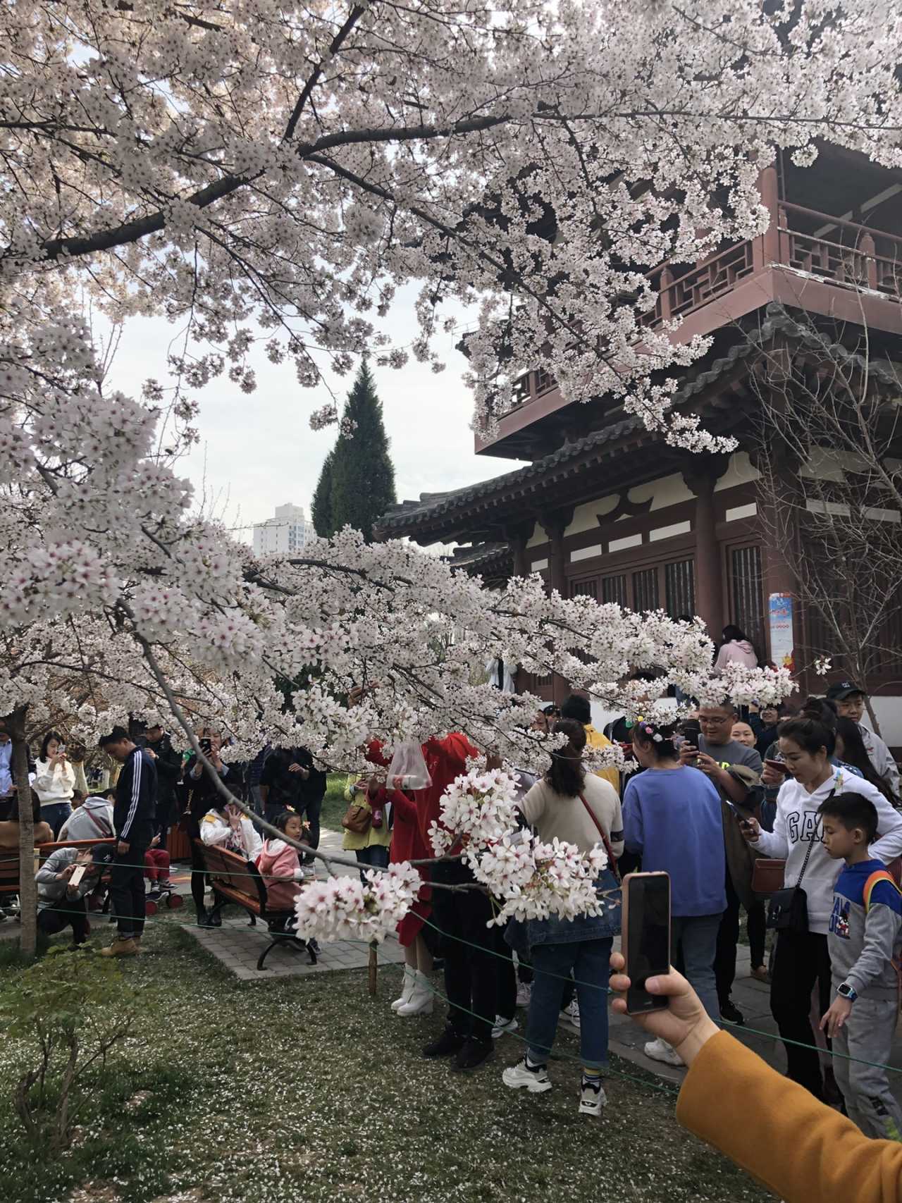 青龙寺樱花大赏 春季游西安必打卡大唐青龙寺