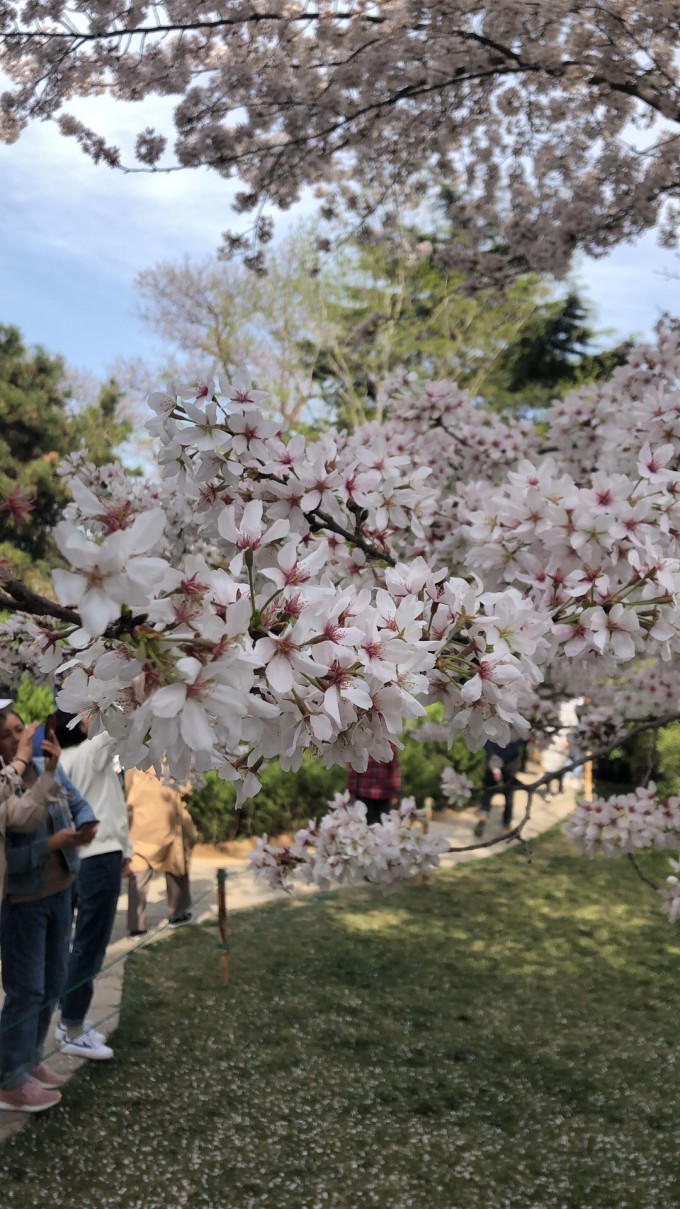 青龙寺樱花大赏 春季游西安必打卡大唐青龙寺