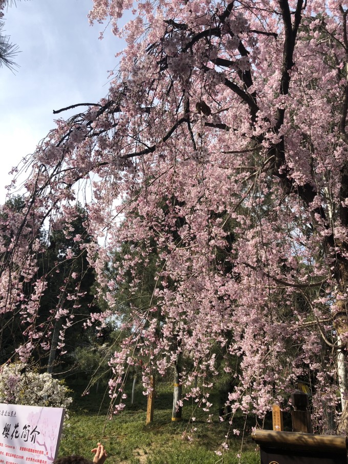 青龙寺樱花大赏 春季游西安必打卡大唐青龙寺