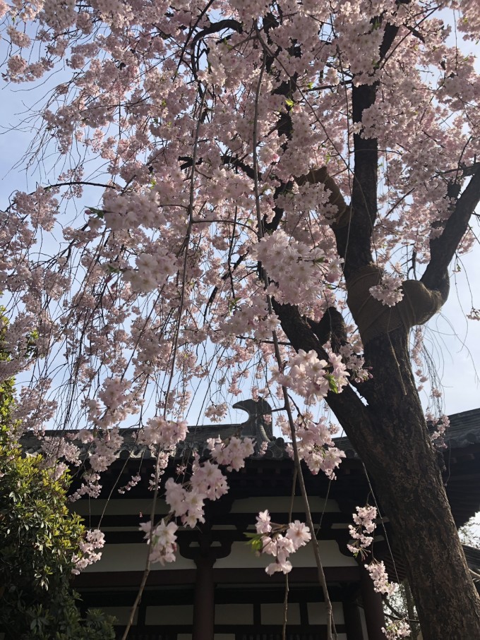 青龙寺樱花大赏 春季游西安必打卡大唐青龙寺