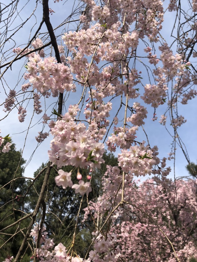 青龙寺樱花大赏 春季游西安必打卡大唐青龙寺