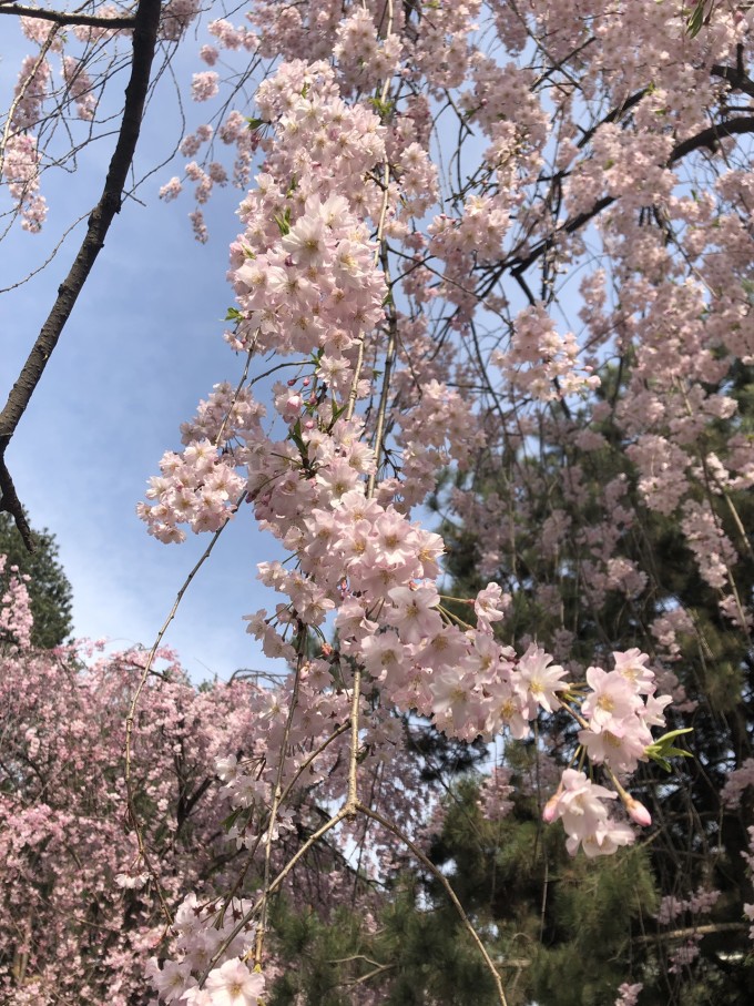 青龙寺樱花大赏 春季游西安必打卡大唐青龙寺