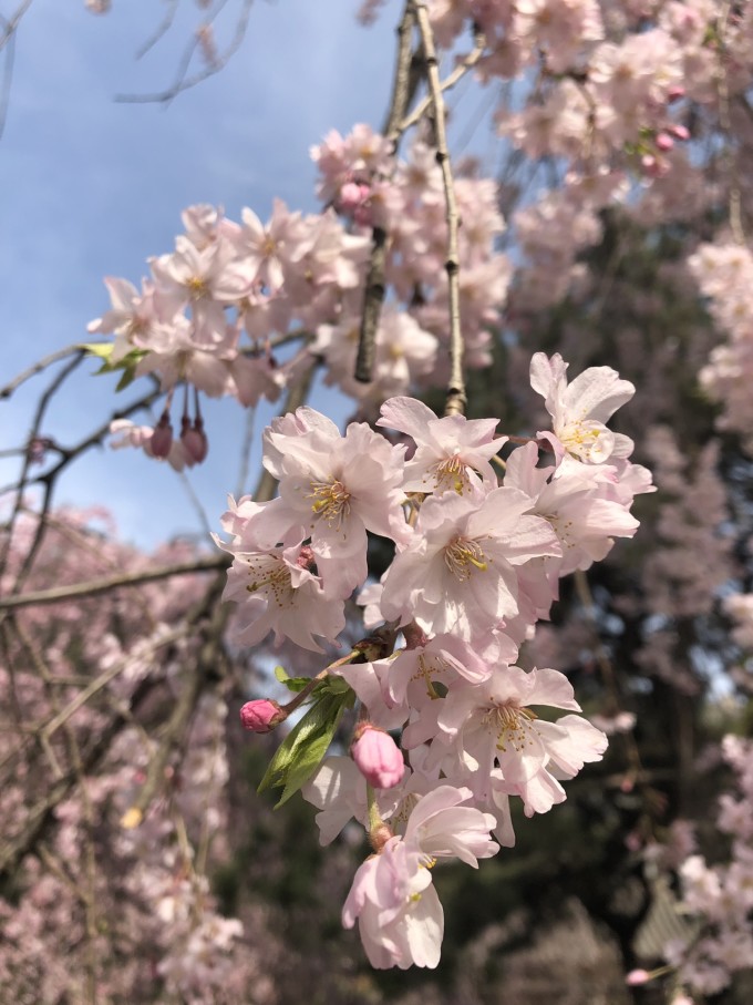 青龙寺樱花大赏 春季游西安必打卡大唐青龙寺