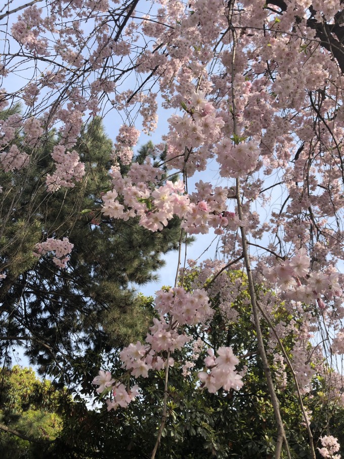 青龙寺樱花大赏 春季游西安必打卡大唐青龙寺