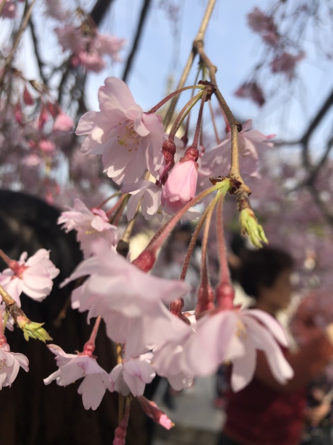 青龙寺樱花大赏 春季游西安必打卡大唐青龙寺