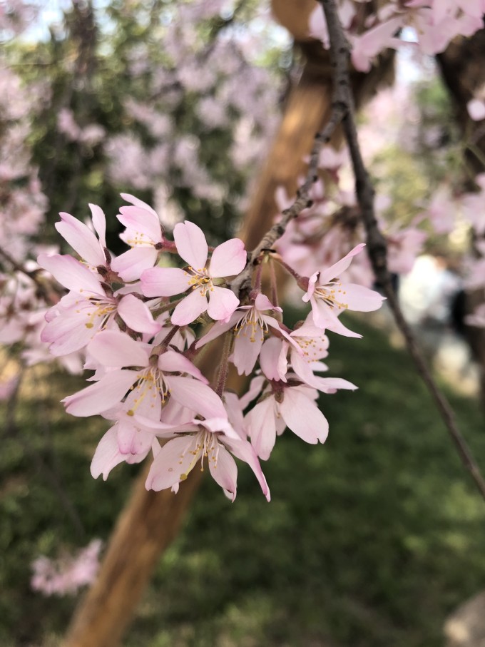 青龙寺樱花大赏 春季游西安必打卡大唐青龙寺