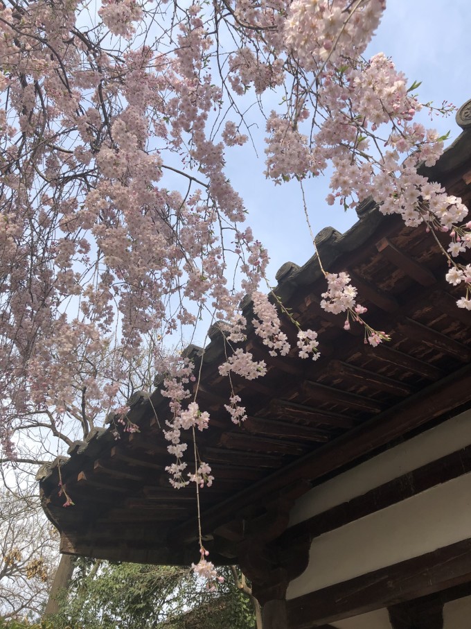 青龙寺樱花大赏 春季游西安必打卡大唐青龙寺