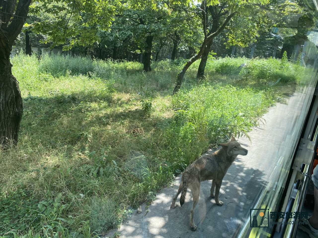 深度打卡西安亲子游之秦岭野生动物园