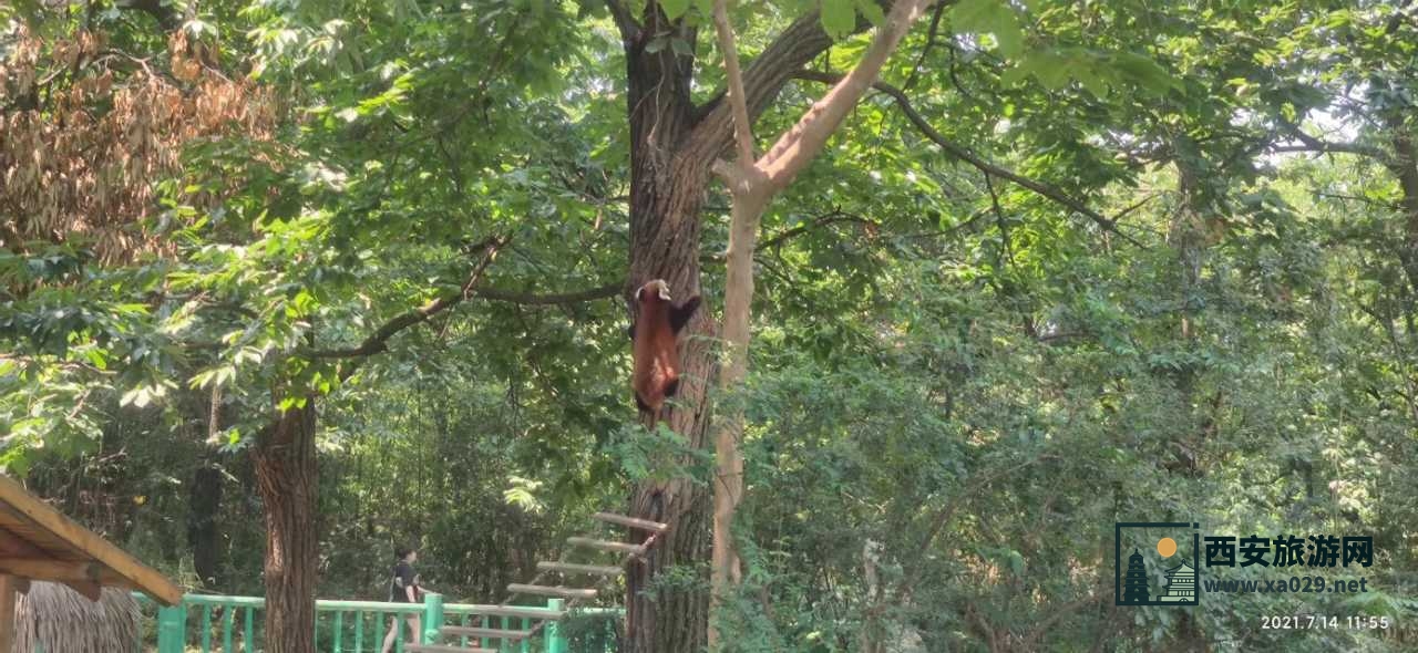 深度打卡西安亲子游之秦岭野生动物园