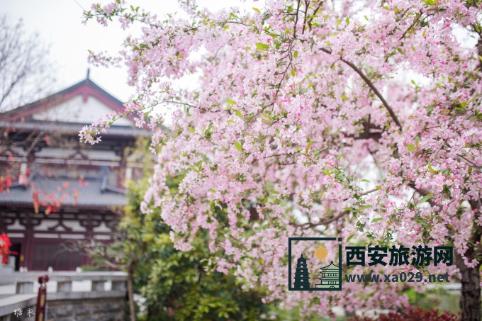 西安汉服拍照指南 打卡所有取景景点 附实物拍照模板