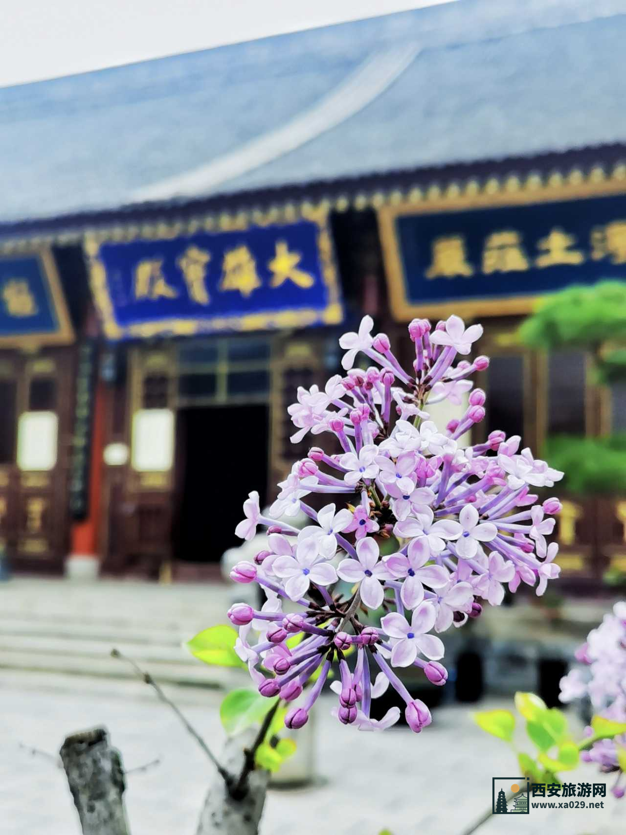 实拍打卡长安香积寺