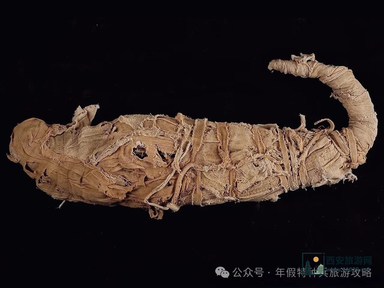 上海博物馆放大招！这是把埃及搬过来了吗！早鸟票120元，限量20万张，展前必看攻略！